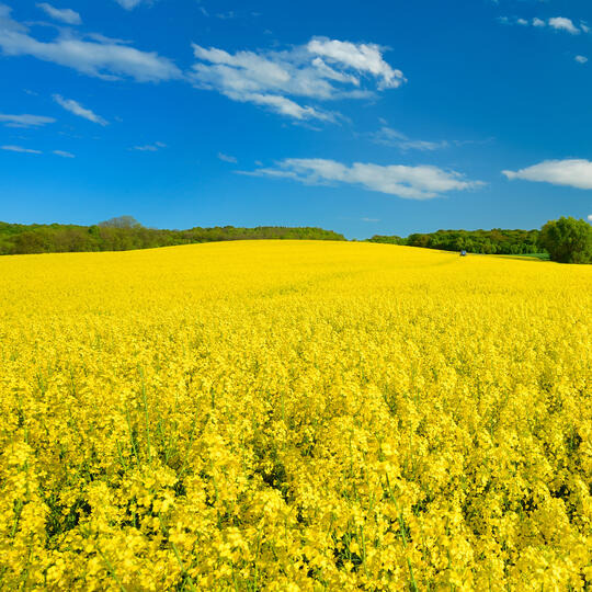 БЕАТРИКС CL - Сигурният избор в производството на рапица.